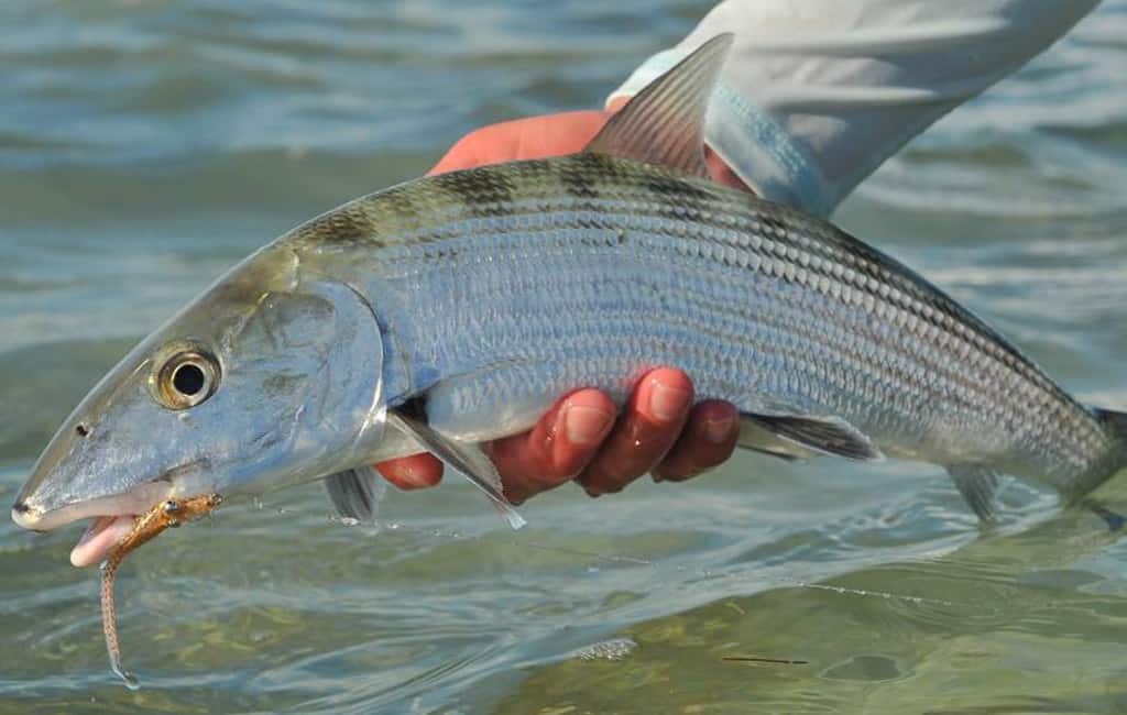 Bonefishing | The Sandpiper Inn & Cottages, South Abaco, The Bahamas Bonefishing